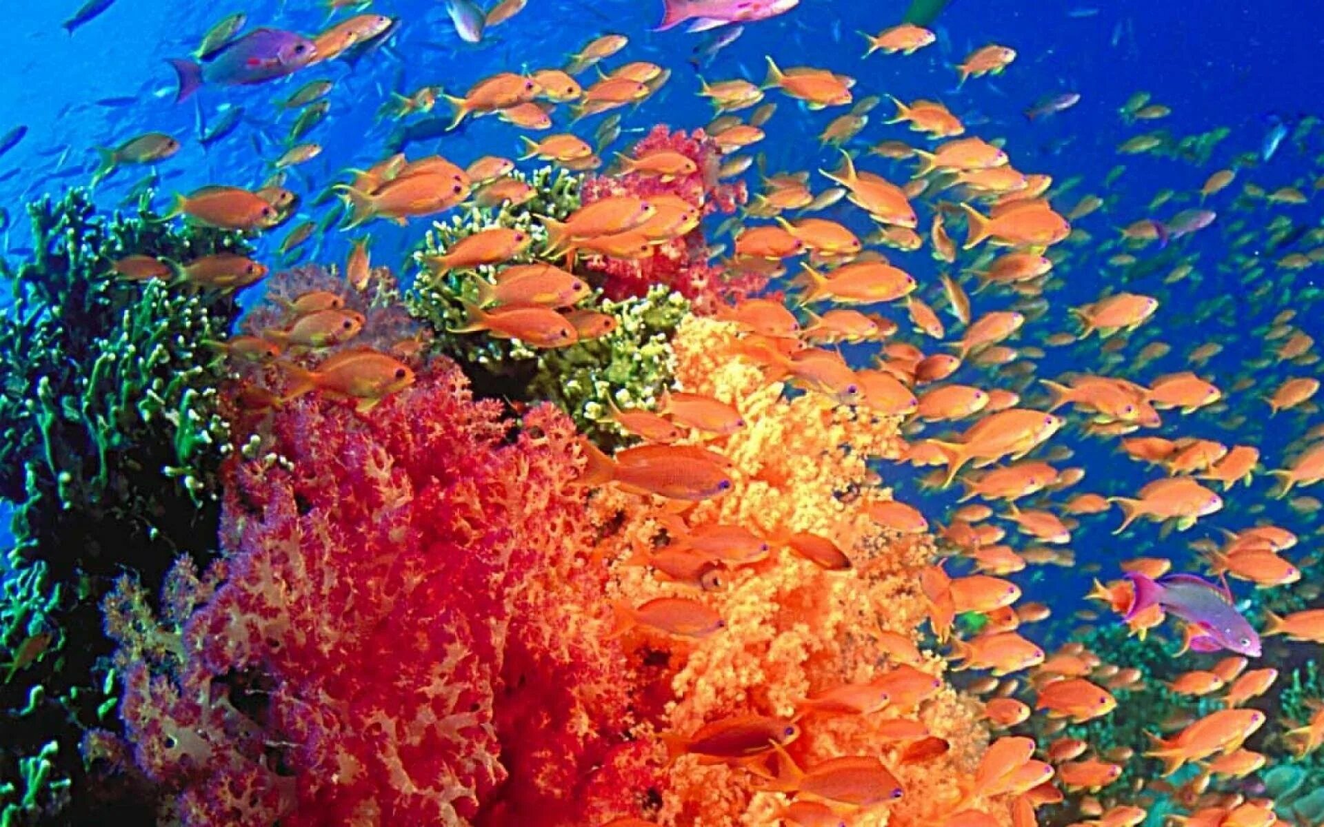 Подводный мир кораллов. Коралловые рифы Пемба. Большой Барьерный риф рыбы. Морская жизнь (Marine Life Park). Подводный мир кораллы.