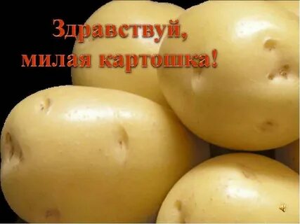 Ах картошка пионеров идеал