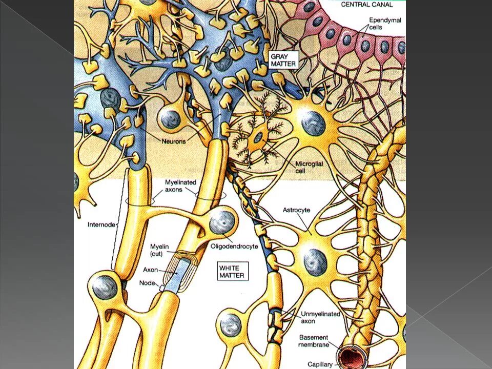 Вспомогательные нервные клетки. Клетки спутницы нервная. Клетки спутницы нейронов. Клетки спутницы нервной ткани. Нейроглия в спинном мозге.