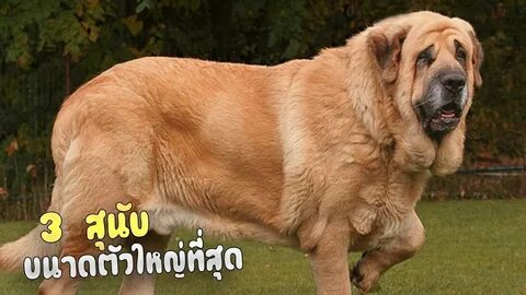 Крупные породы собак с названиями и фото