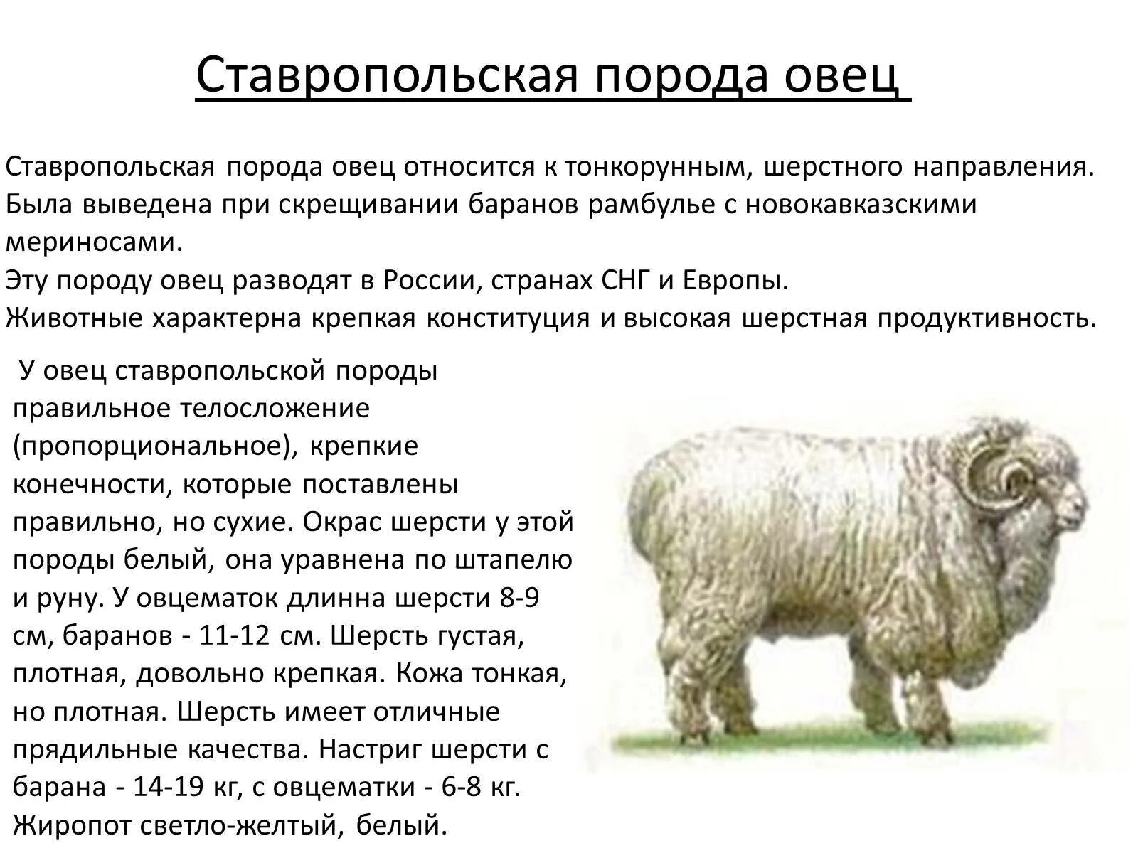 Ставропольский меринос порода овец. Порода мериносовых Ставропольская овец. Ставропольская тонкорунная порода овец. Ставропольская тонкорунная овца. Сколько вес барана