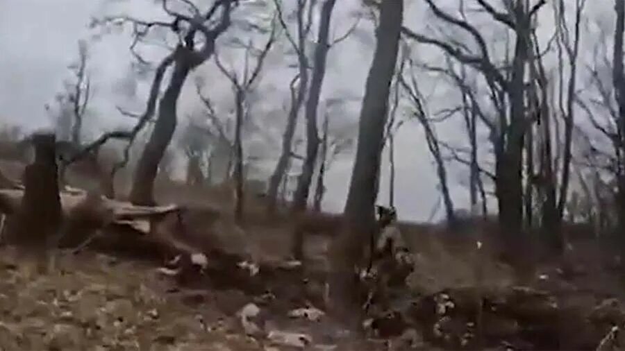Вдв штурм с вертолёта. Кременная луганской области. Штурм позиций всу под кременной. Россия леса граница с сша. Штурм бахмута.