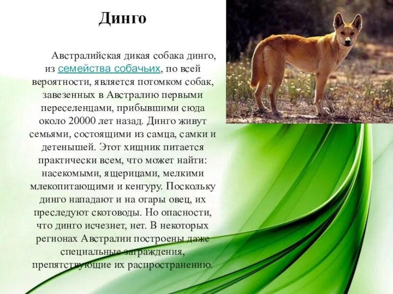 Собака динго читать краткое содержание по главам. Динго краткое описание. рассказ о динго. презентация животные австралии собака динго. дикая собака динго в австралии.