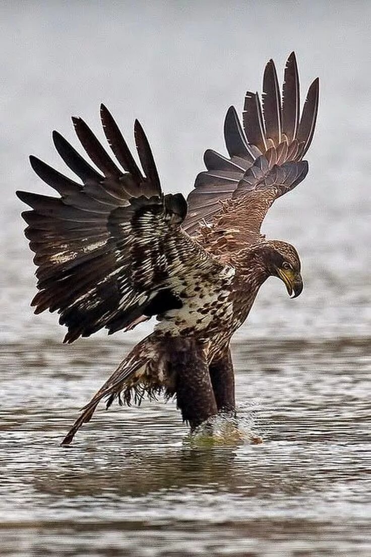 коричневая птица с синими крыльями. рыжая птица. рыжая птица. птица турако бананоед. птица с рыжими крыльями.