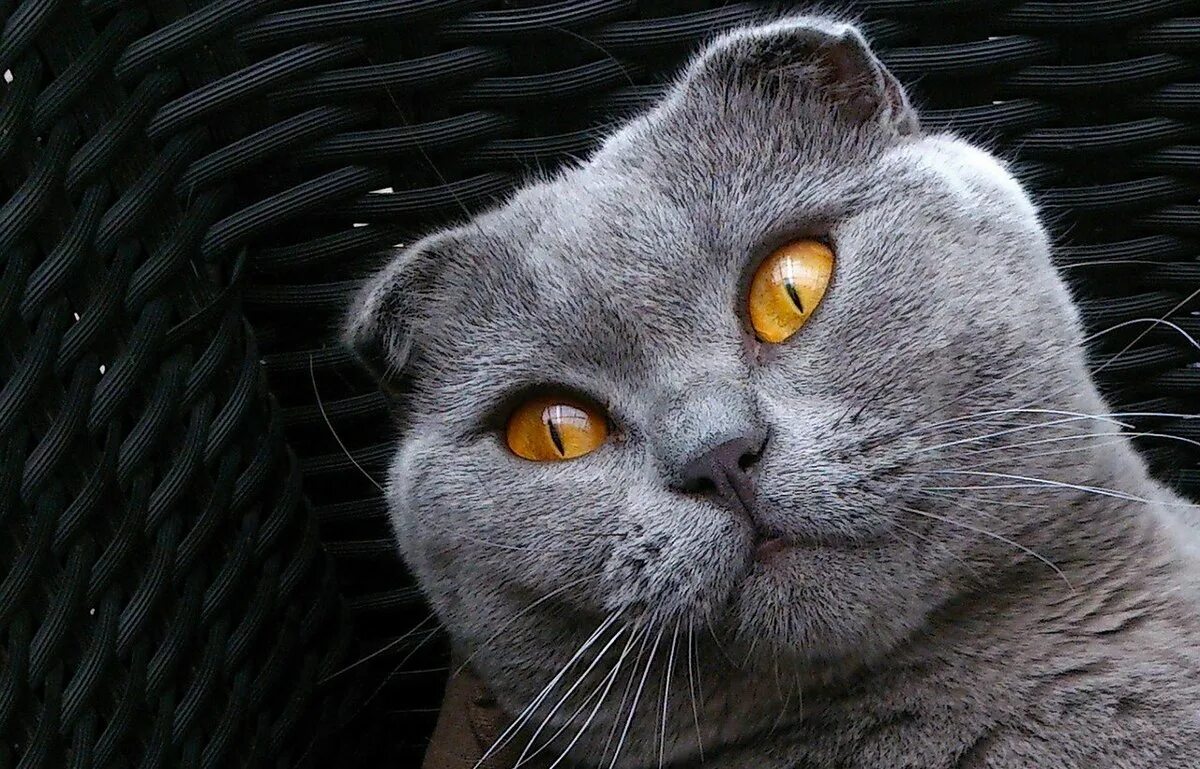 Шотландская вислоухая кошка описание. Характер шотландской кошки отзывы. Скоттиш фолд британец вислоухий. Характер шотландской кошки отзывы. Шотландская вислоухая кошка характер.