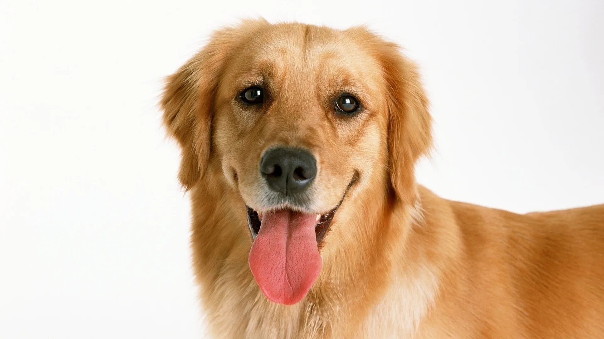 Золотистый пес сканворд. Собака золотистый ретривер. Лабрадор ретривер рыжий. Лабрадор ретривер золотистый. Голден ретривер рыжий.