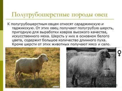 Хозяйственные особенности овец