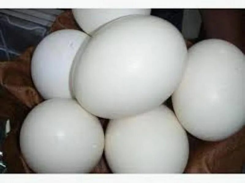Куриное яйцо собаке. Инкубационные яйца страуса. Инкубационное яйцо жако. Яйцо страуса белое большое. Томат страусиное яйцо.