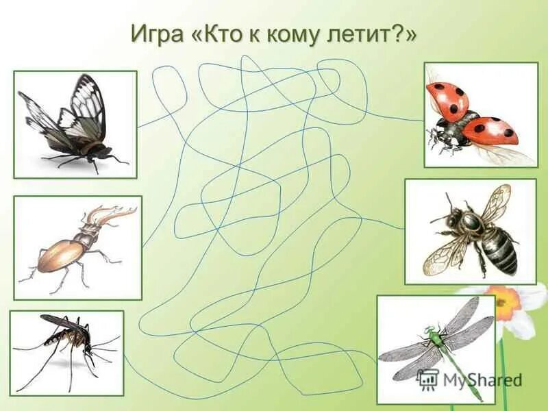 Развитие речи на тему насекомые. Насекомые для дошкольникл. насекомые задания для дошкольников. тема насекомые для дошкольников. полезные насекомые для дошкольников.