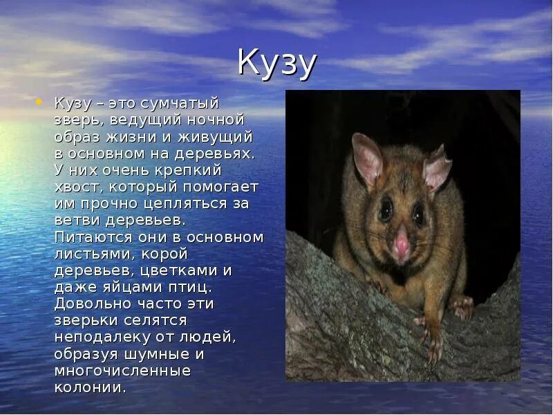 Образ жизни сумчатых животных. Животные которые ведут ночной образ жизни. необычные животные с описанием. животные которые обитают в австралии. сумчатые животные презентация.