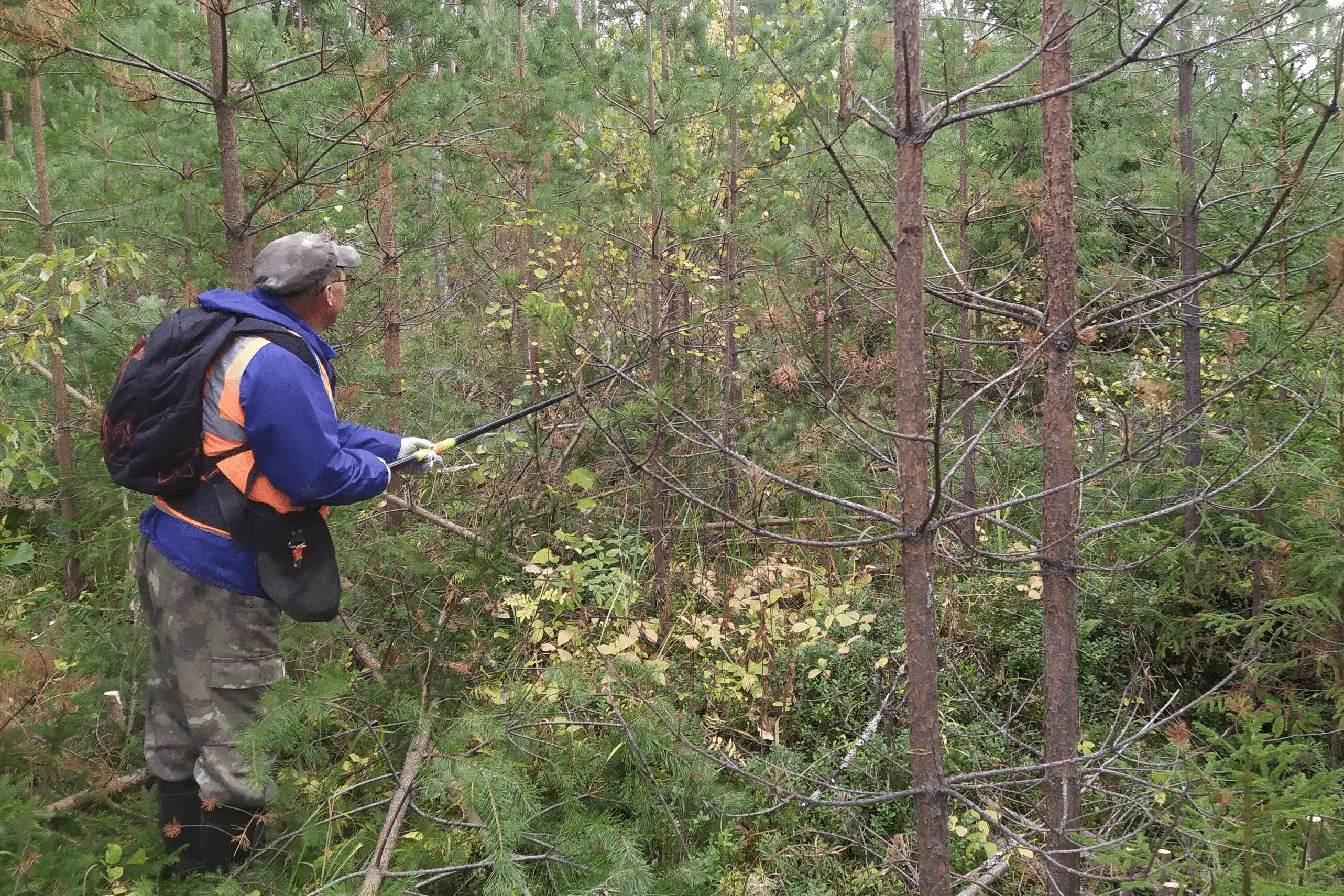 посадка леса. правильное лесное хозяйство. зона интенсивного лесопользования. рубки ухода за лесом. заготовка древесины.