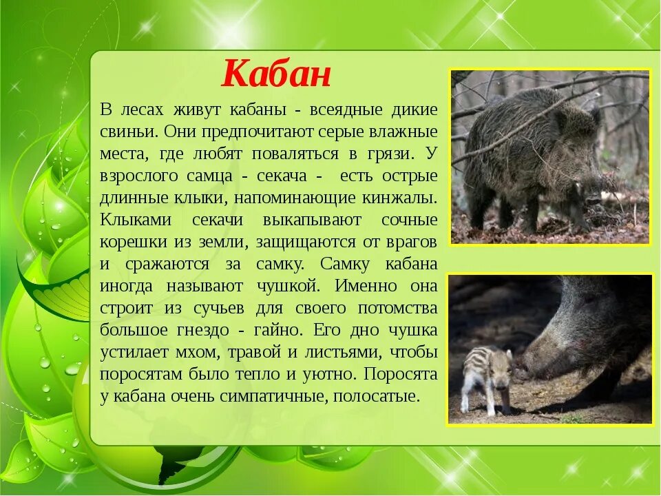 Описать дикого животного. Кабан описание. Сообщение о кабане. Доклад про кабана. Кабан презентация.