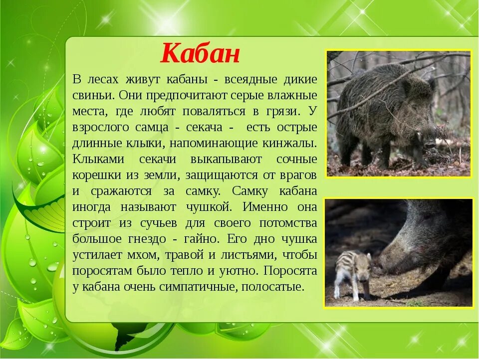 Дикий кабан характер. Кабан описание. Сообщение о кабане. Доклад про кабана. Кабан презентация.