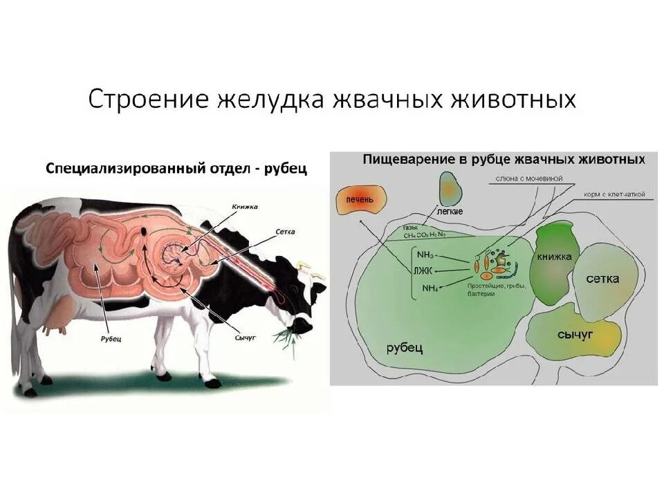 Строение желудков животных. Пищеварение в рубце жвачных животных. Пищеварительная система млекопитающих жвачных животных. Строение желудка жвачных животных схема. Строение желудка жвачных млекопитающих.