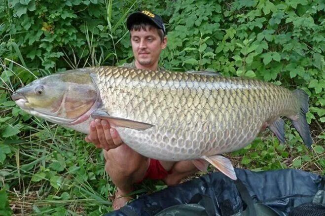 Белый амур. Большой амур. Большой амур. Большой амур. Белый амур гигант.