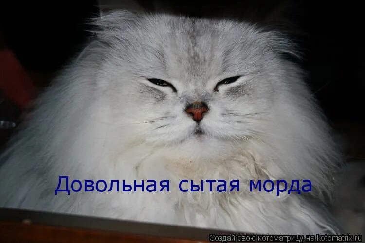 еда для кошек. сыт и доволен. обожравшийся кот. кошка хочет есть. вы не едите на ночь а зря очень.