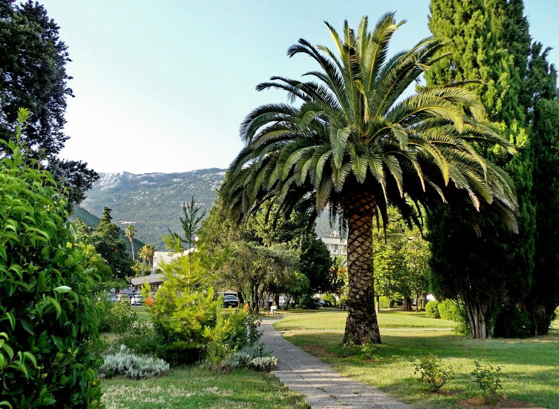 субтропический климат сочи. дендрарий в аджарии. субтропический климат сочи. магнолия абхазия субтропики. картинки субтропиков.