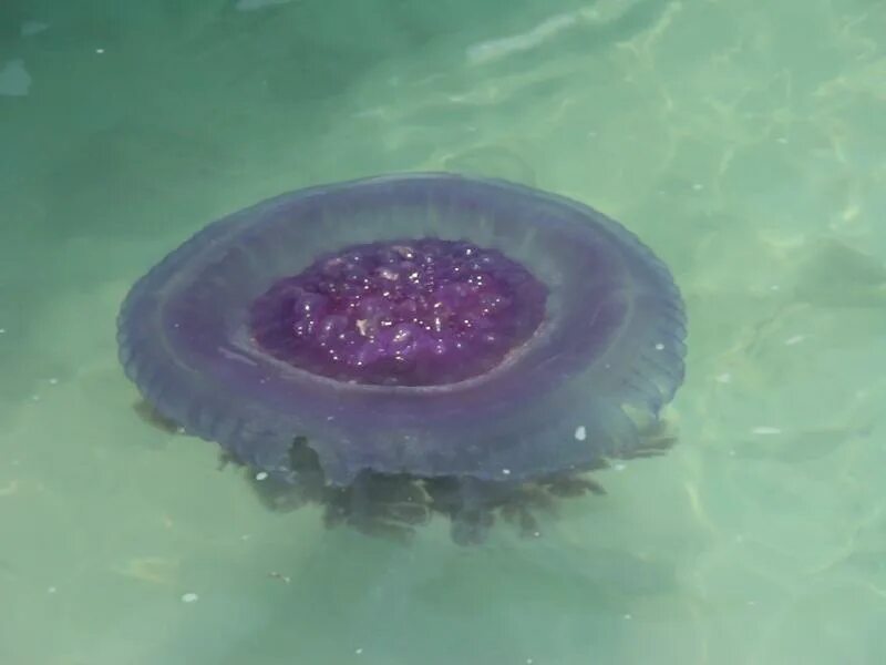 Медузы на пхукете сейчас. Медузы на Самуи. Медузы на берегах Тайланда.