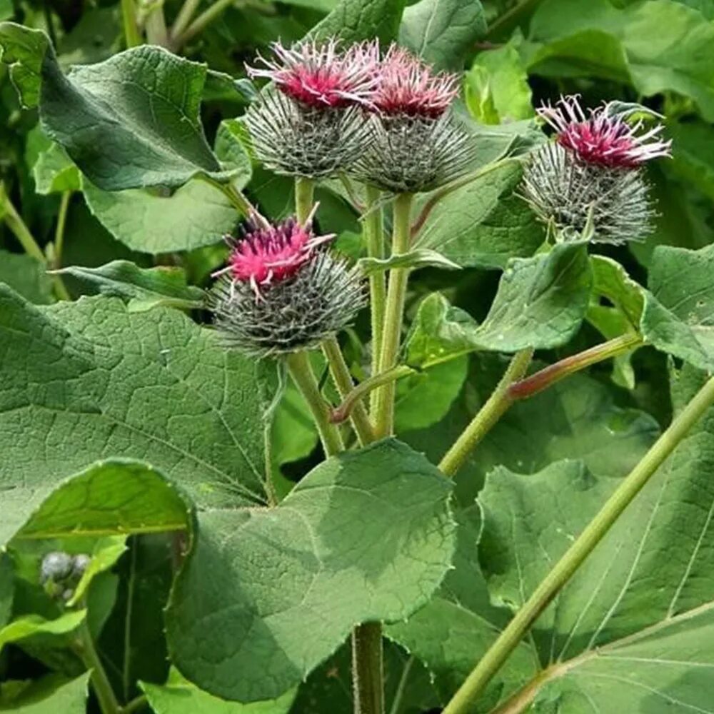 Куст лопуха. Лопух Arctium Lappa. Лопух(лат . Árctium). Репейник обыкновенный. Репейник болотный.