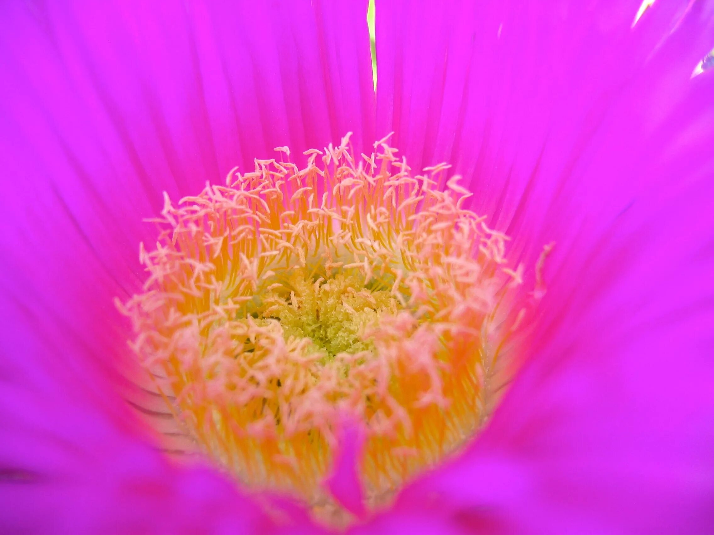 Пунцовые цветы. Пунцовые цветы. Клематис цветок. Пунцовые цветы. Пунцовые цветы.