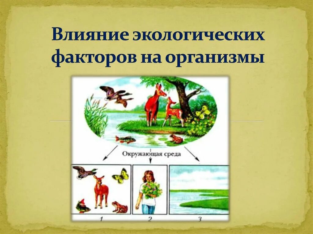 Влияние фактора окружающей среды на организм. Факторы влияющие на экологию. Влияние экологических факторов. Экологические факторы воздействующие на организм. Экологические факторы среды.