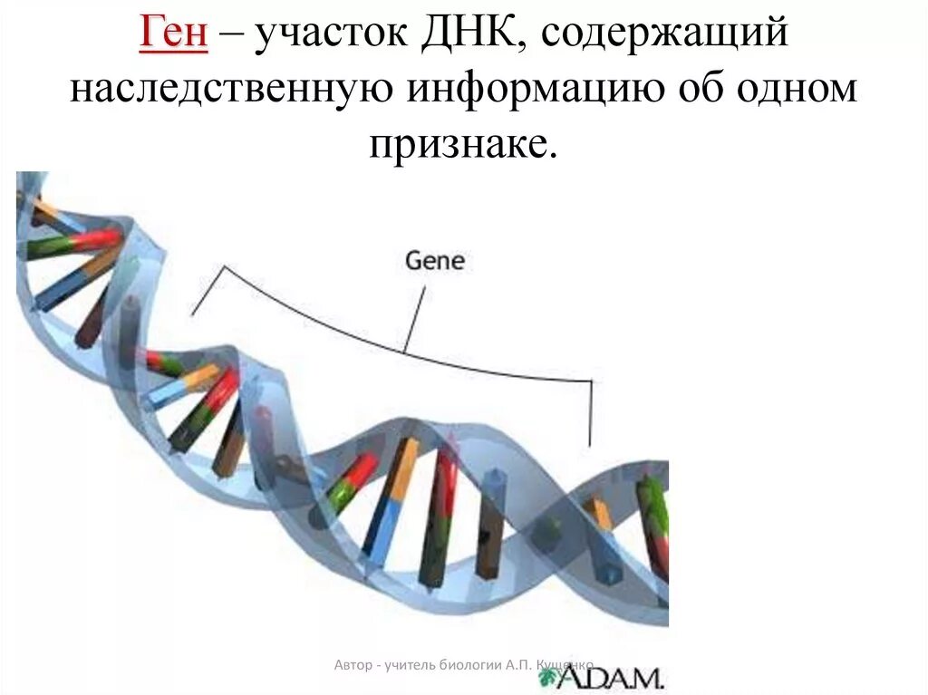 Ген участок ДНК кодирующий первичную структуру одного белка. ДНК - носитель наследственной информации. Ген. генетический код. Ген участок ДНК. Ген это участок молекулы ДНК. Ген биология 9 класс