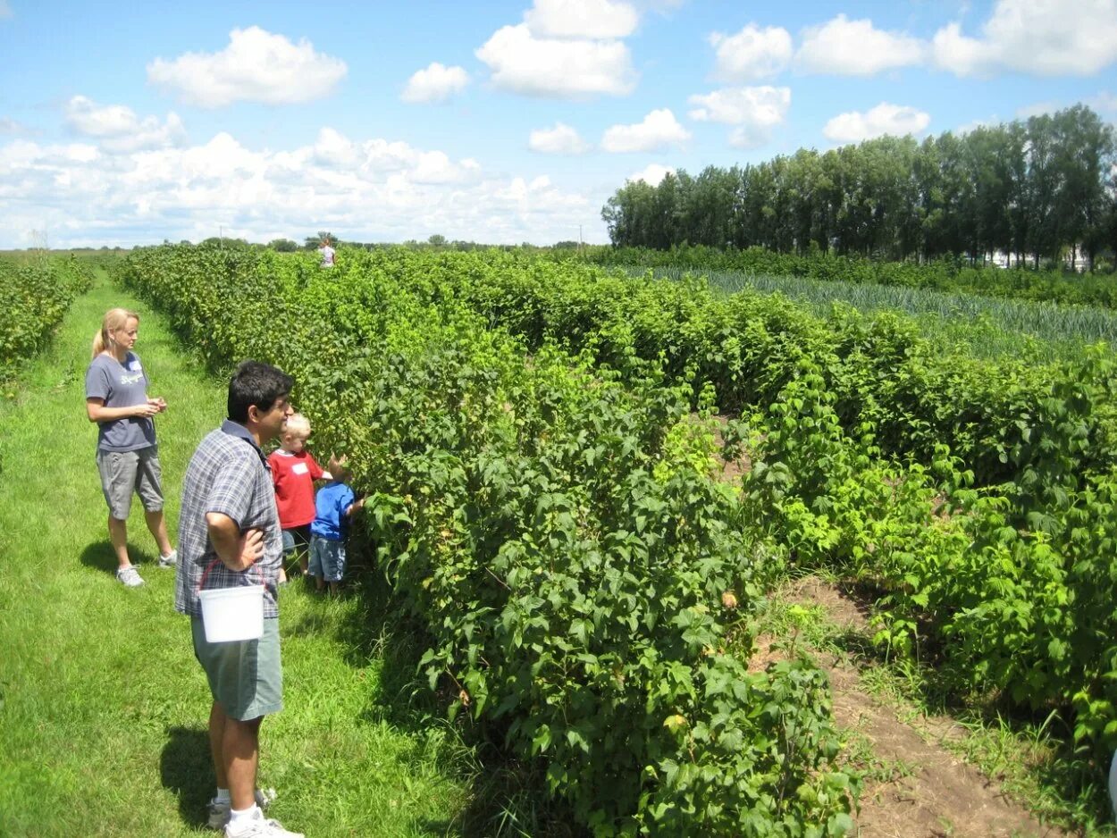 Промышленная плантация малины ремонтантной. Поля черной смородины фото. Плантация черной смородины. Промышленные плантации. Промышленная плантация голубики в польше.