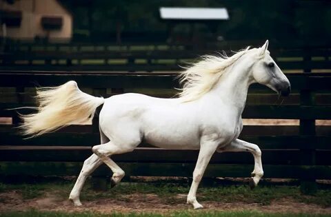 They horse