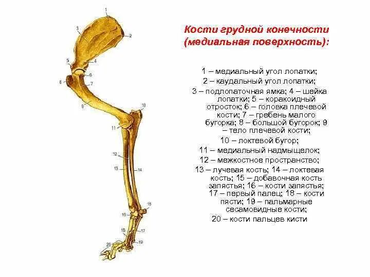Анатомия грудной конечности собаки. Строение кости грудной конечности. Скелет грудной конечности. Скелет грудной конечности КРС.