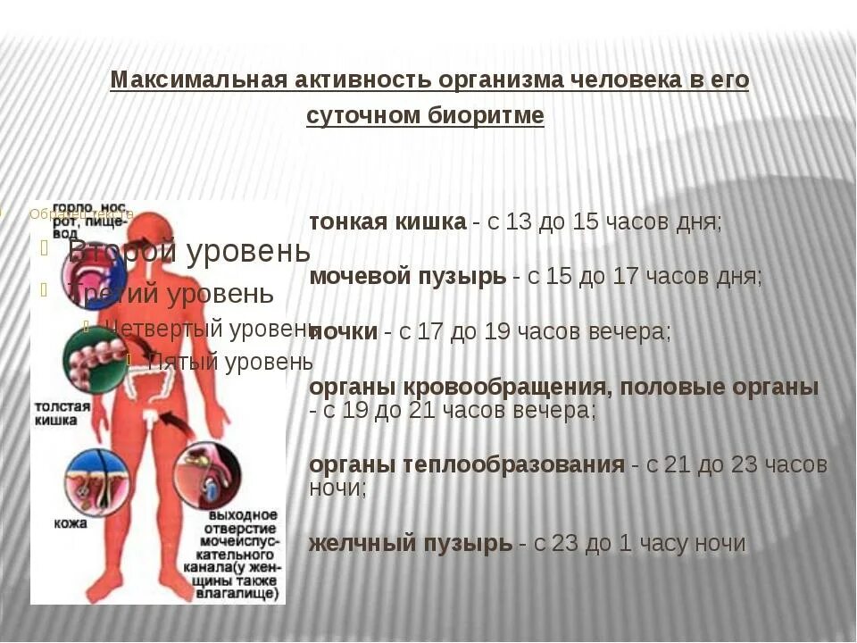 Какой орган работает в час ночи. Максимальная активность человека в его суточном биоритме. суточный ритм органов человека. биоритмы человека. активность органов человека в суточном биоритме.