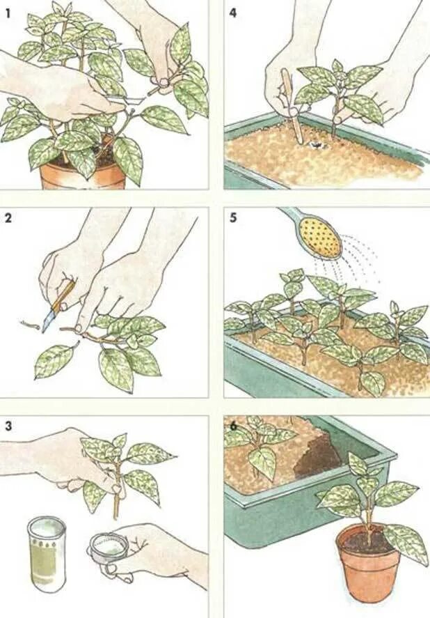 Заглубляют ли огурцы при пересадке. Размножение растений черенками схема. Вегетативное размножение стеблевыми черенками. Стеблевые черенки размножение. Вегетативное размножение комнатных растений стеблевыми черенками.