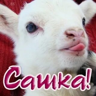 Милый сашка невинномысск профиль
