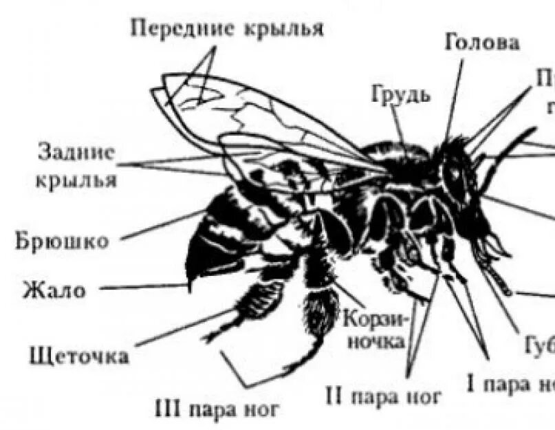 Внешнее и внутреннее строение пчелы медоносной. Внутреннее строение пчелы медоносной. Внешнее строение перепончатокрылых насекомых. Схема внутреннего строения пчелы.