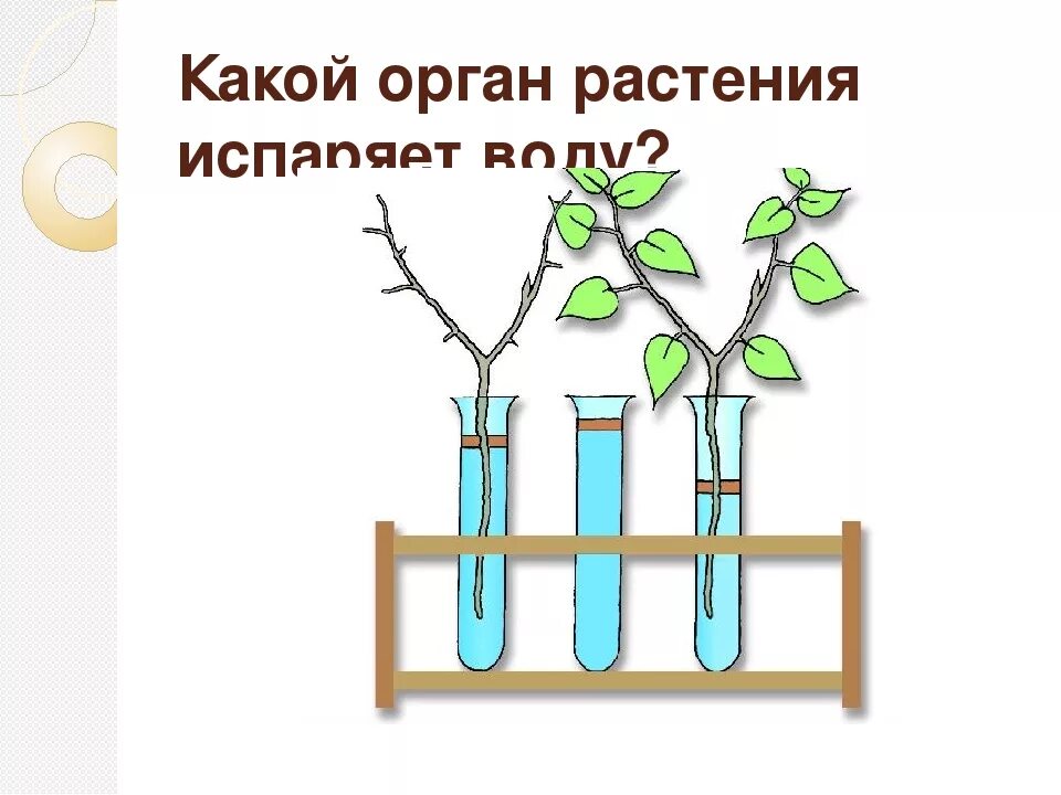 Какие функции выполняет транспирация в жизни растений. Опыт транспирация растений. испарение транспирация растений. испарение воды растениями транспирация. опыт испарение воды листьями.