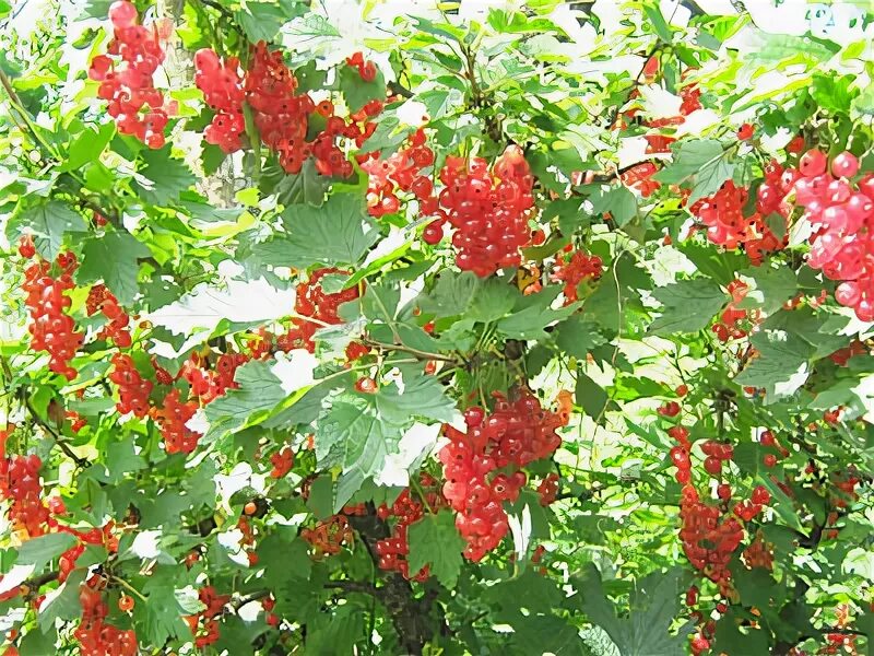 Красная смородина опылители