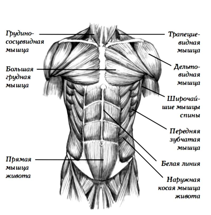 Схема мышц спереди. Мышцы туловища спереди название мышц. Главная мышца тела