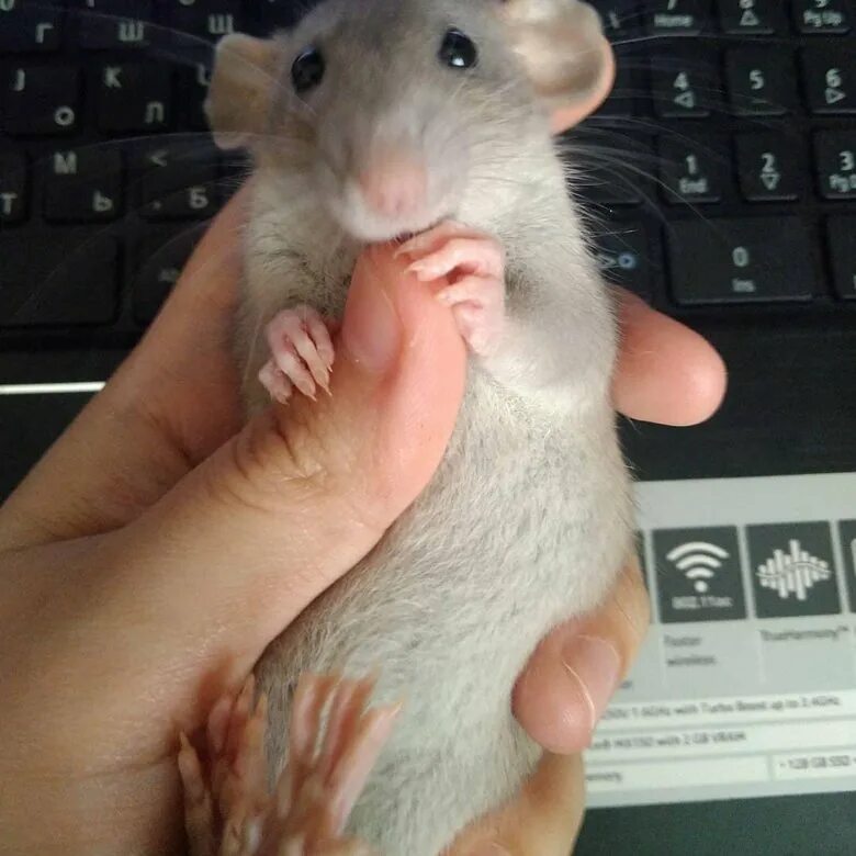 хорошая крыса. крыса в добрые руки. крыса в добрые руки. крыса в добрые руки. говорящая крыса.