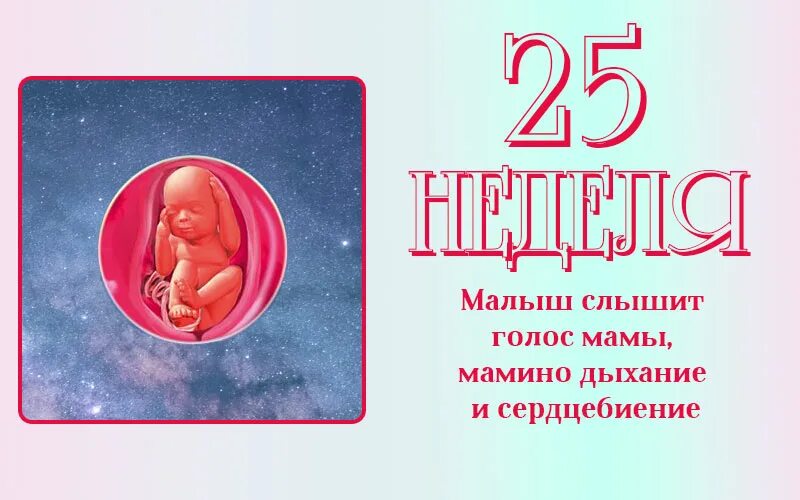 Двадцать пятая неделя беременности. Плод на 25 неделе беременности. Ребёнок на 25 неделе беременности.