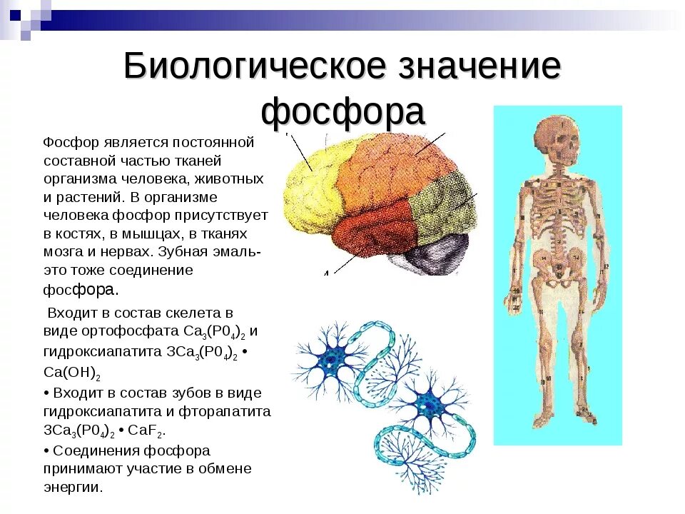 Каково значение в организме. Биологическое значение фосфора в организме. Биологическая роль фосфора. Медико биологическая роль фосфора. Функции фосфора в организме человека.