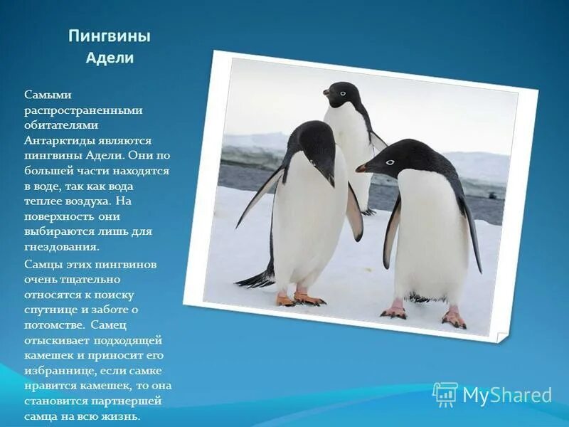 Пингвин адели маленький. Пингвин адели пингвинообразные. Императорский пингвин в антарктиде. Презентация на тему пингвины. Пингвины королевские императорские.