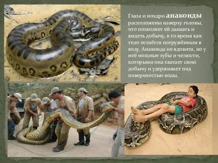 Включи где змея