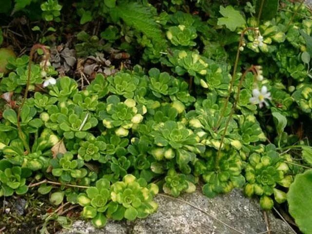 Камнеломка семена купить. Камнеломка Вариегата. Камнеломка теневая Вариегата. Камнеломка Тенистая Вариегата.