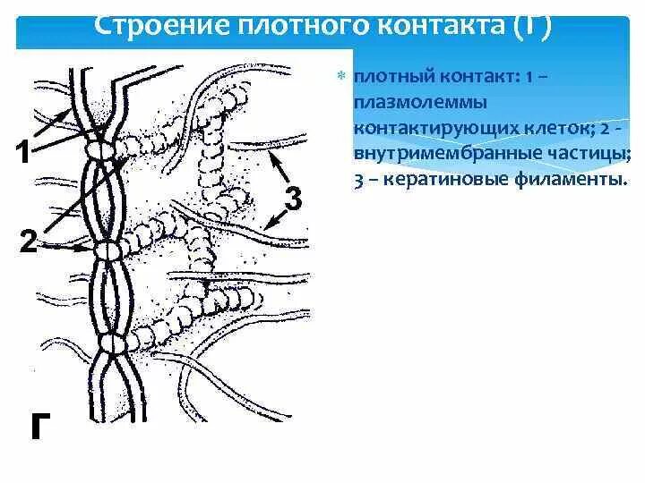 Плотный контакт клеток. Закрыть окна при пожаре. Схемы межклеточных соединений плотный контакт. Межклеточные контакты гистология схема. Плотный запереть.