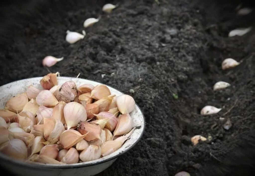 Когда сажать чеснок в открытый. Посадка чеснока под зиму. Всходы чеснока. Когда сажать чеснок в открытый. Посадка озимого чеснока.