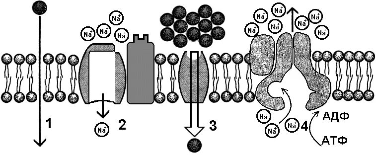 Какой вид мембранного транспорта показан на рисунке. Активный транспорт веществ через клеточную мембрану. Транспорт веществ через мембрану клетки. Активный и пассивный транспорт веществ через мембрану.