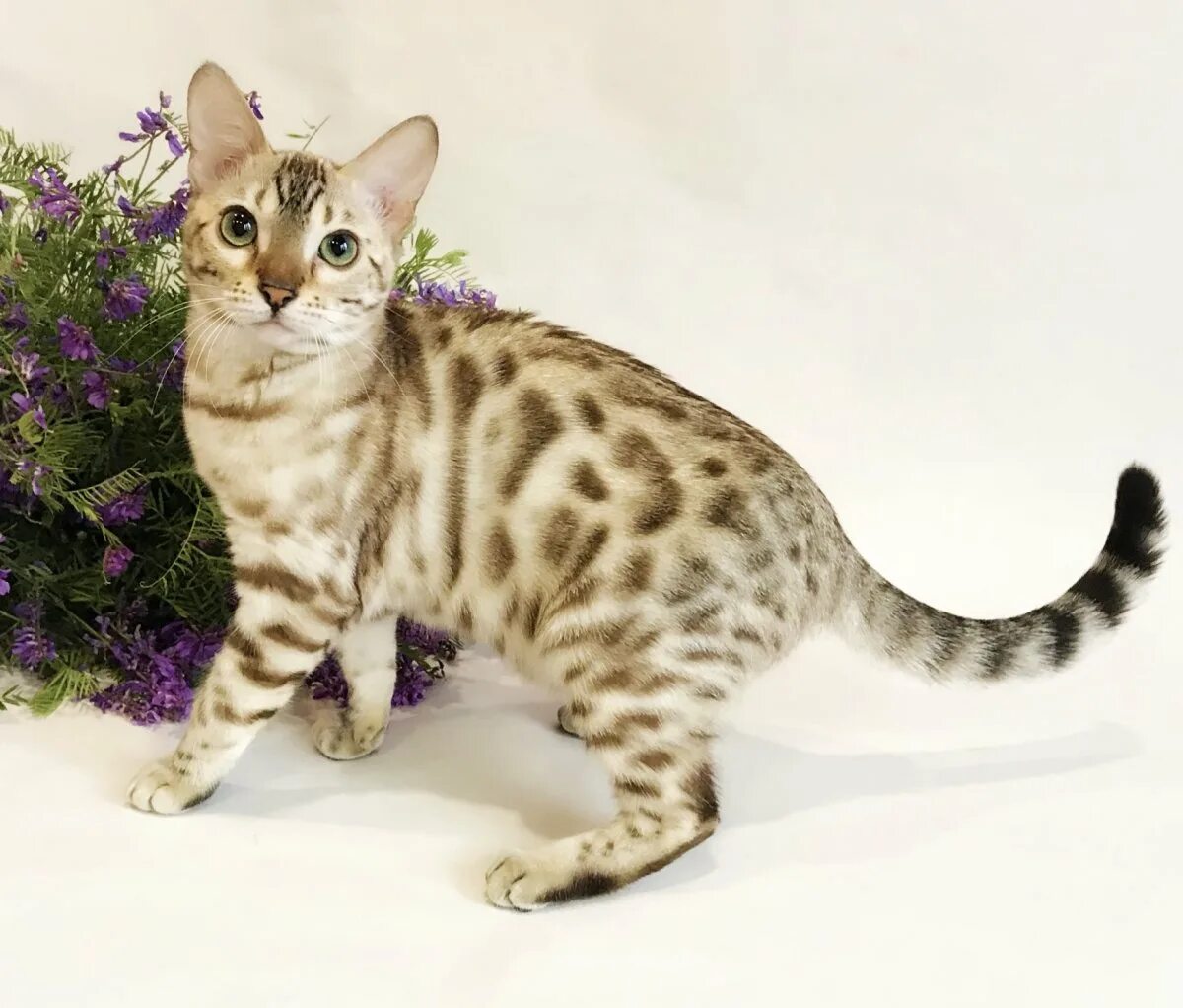 Породы мраморных кошек Bengal cat, Cats, Cat care