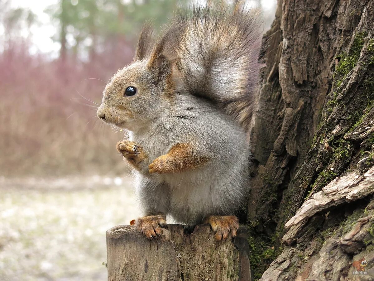 таежная белка. пушкинская белочка. белочка режим работы. смешная белка. мудрая белка.
