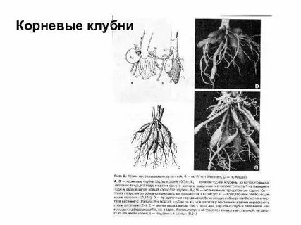 Корневые луковицы
