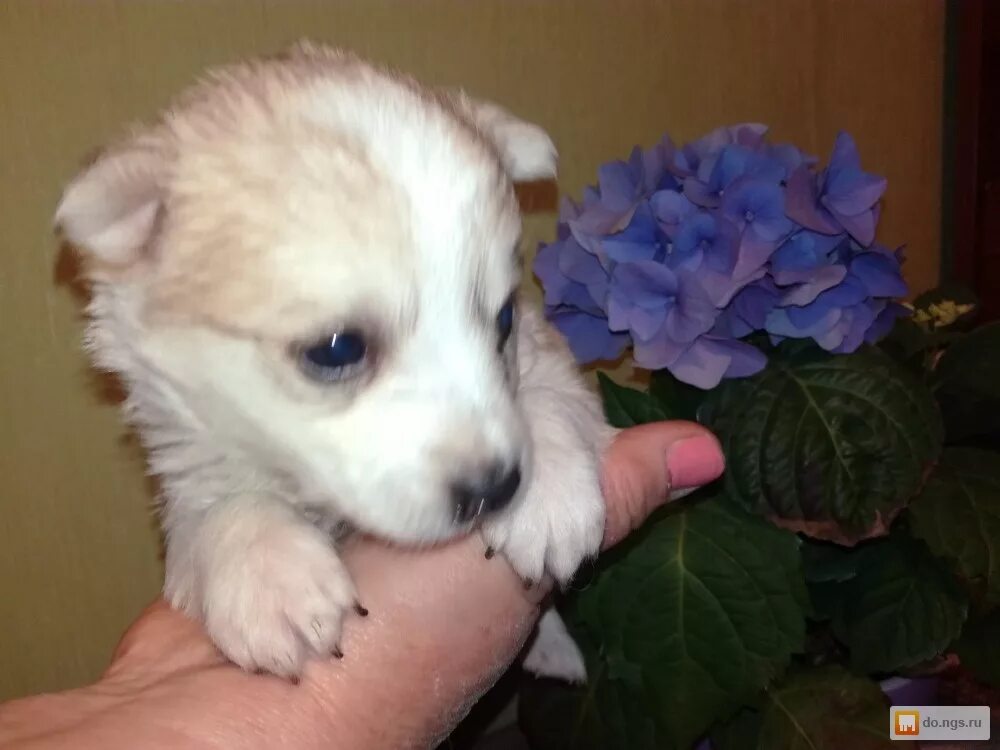 отдам щенка в добрые руки томск. отдам даром животные. щенка в добрые руки тверь. отдам в хорошие руки щенка. отдам в добрые руки щенка крупной породы.