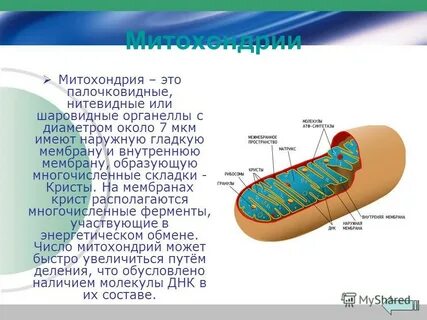 Гигантская митохондрия в виде спирали расположена в